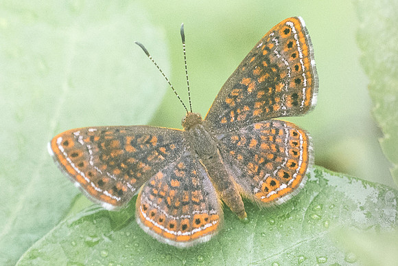 Calephelis sp-2690