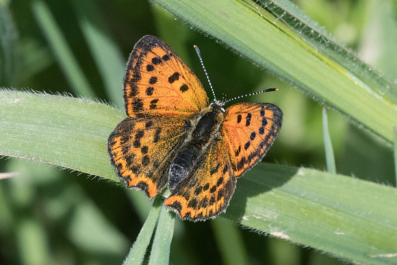 Lycaena ottomana ♀-2471