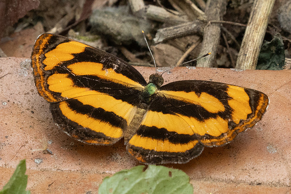 Pantoporia sandaka-2254 - Chiang Dao - 19/03/25