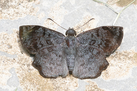Antigonus erosus-9968 - Bucaramanga - 5/06/24