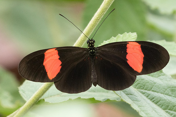 Heliconius erato id--3352