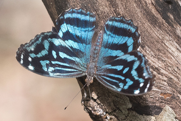 Myscelia ethusa-6429