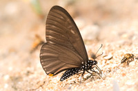 Papilio slateri slateri -5014- Chiang Dao - 12/03/23
