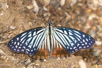 Hestinalis nama-2560 - Chiang dao - 19/03/25