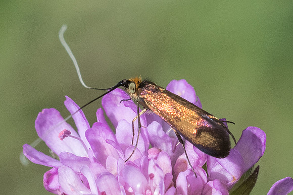 nemophora metallica-7446