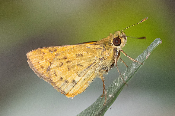 Potanthus pava-6900