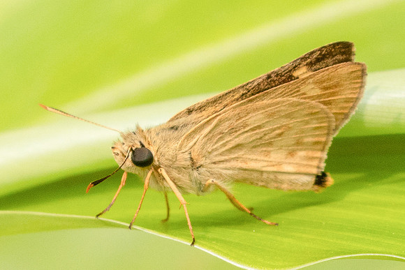 Onryza siamica-2101-2- Chiang Dao - 19/03/25