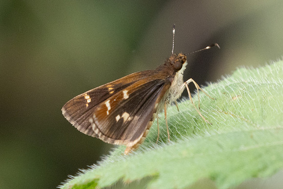 Monca crispinus-2036