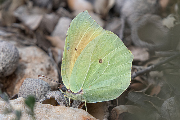 Gonepteryx cleopatra-6060 - Cotignac - 20/04/19