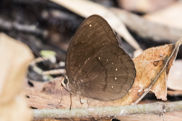 Faunis canens arcesilas-6974 - Doi Suthep - 10/03/23