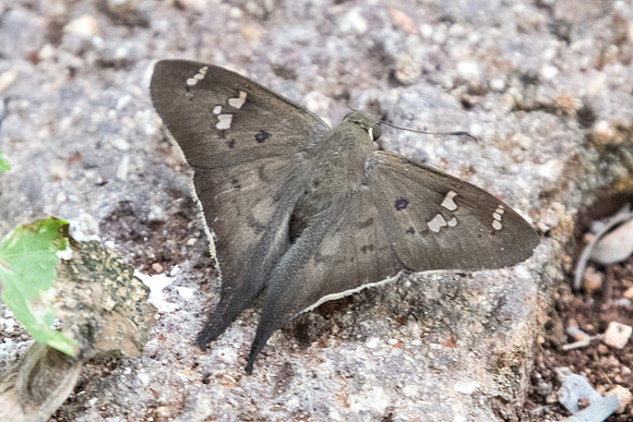 Polythrix asine-5305
