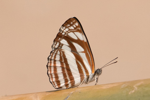 Neptis soma -1815- Chiang Dao  - 11/03/23