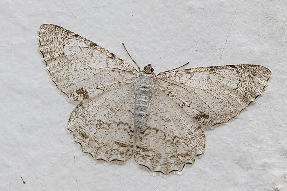 Epimecis puellaria-6226