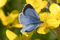 Celastrina argiolus ♀-2143