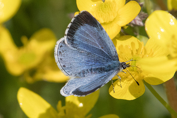 Celastrina argiolus ♀-2143
