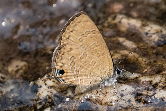 Prosotas pia-3285- Doi-Suthep - 8/03/23