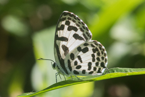 Castalius rosimon rosimon-9496 - Chiang Dao - 14/11/23