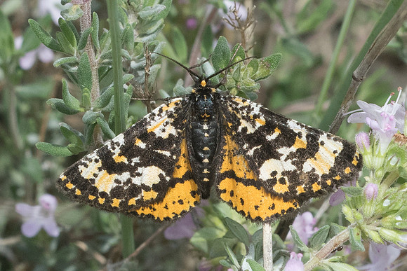 Eurranthis plummistraria-6325 - Vence - 13/05/21