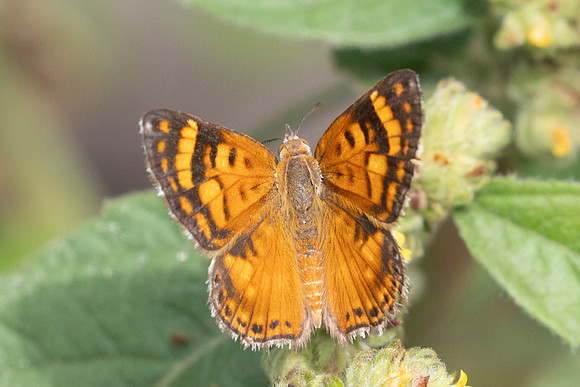 Aricoris erostratus-3232