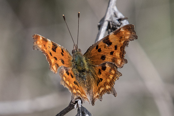 Polygonia c-album-3458