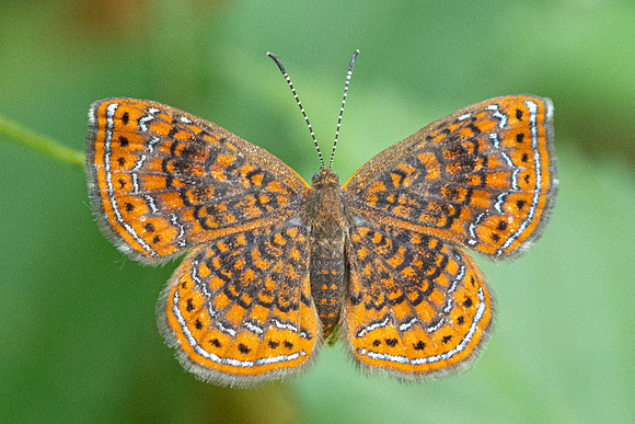 Calephelis laverna-9937