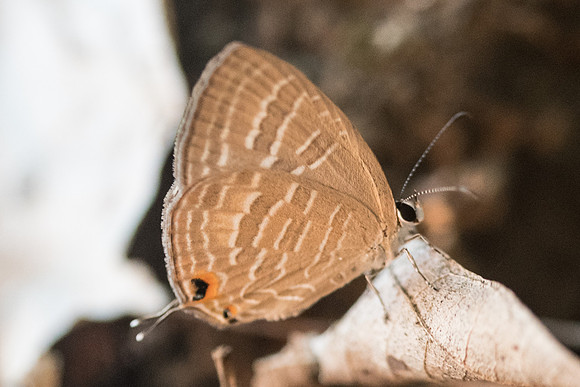 Jamides sp id--4396