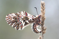 Zerynthia polyxena-4111 - Alexandroupoli - 11/04/22
