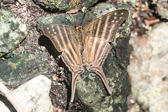 Marpesia chiron-3162