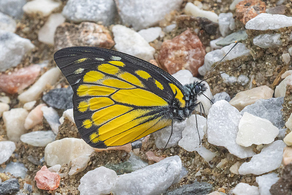 Prioneris thestylis-8930