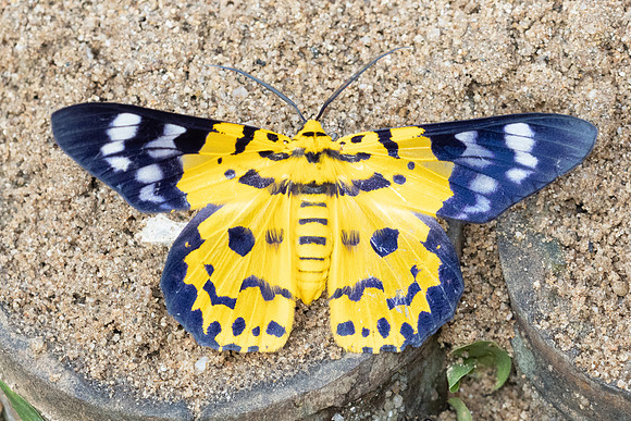 Dysphania militaris-0961 - Chiang Dao- 17/03/24