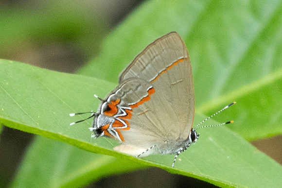 Calycopis origo - 8490 - Cartagena - 1/06/24