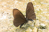 Chilasa slateri slateri-0986 - Chiang Dao - 11/03/23