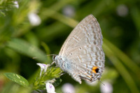 Catochrysops strabo -9779