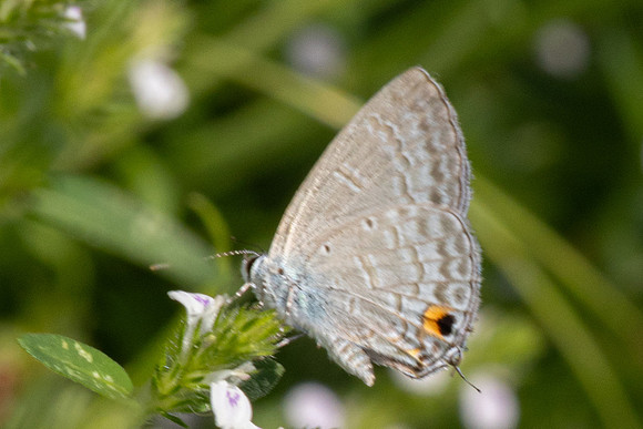 Catochrysops strabo -9779