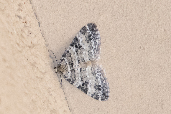 Nuit-5560 Epirrhoe alternata