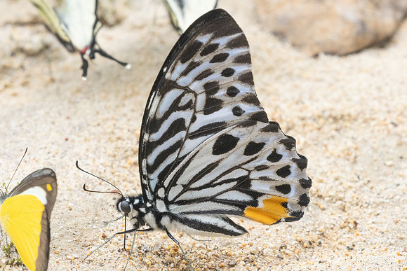 Graphium delessertii-8553