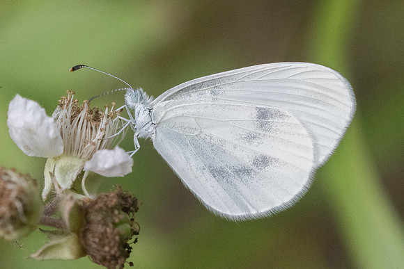 Leptidea sinapsis 4236 - Croissy-beaubourg - 3/07/22