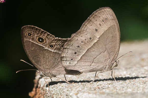 Mycalesis intermedia-9358 - Chiang Dao - 14/11/23