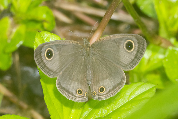 Ypthima sp baldus-8623