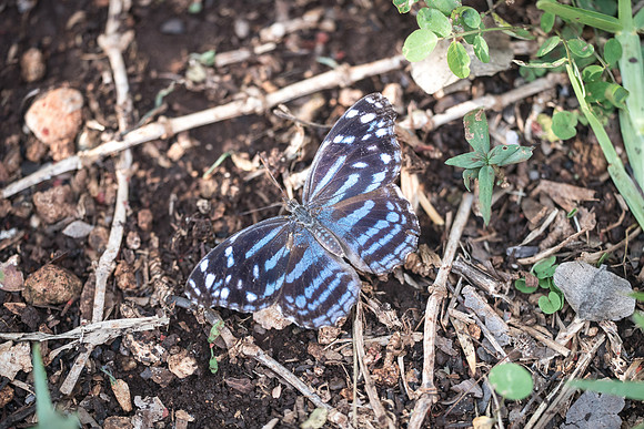 Myscelia ethusa-5862