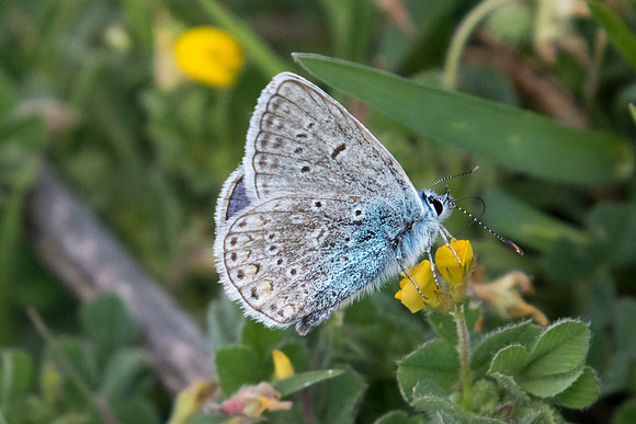 Polyommatus icarus f icarinus-7266