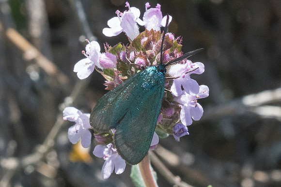 Jordanita sp-4936 - Cipières - 12/05/21
