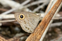 Ypthima horsfieldii-8358