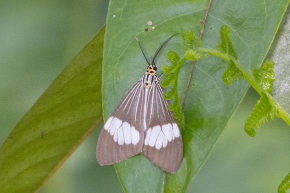 Nyctemera baulus-9645