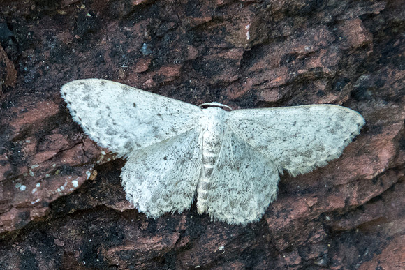 Scopula marginepunctata - Daluis - 28/06/20