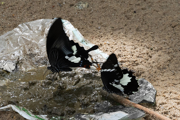 Papilio iswara-0218