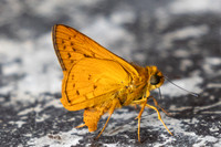 Cephrenes acalle id--9478