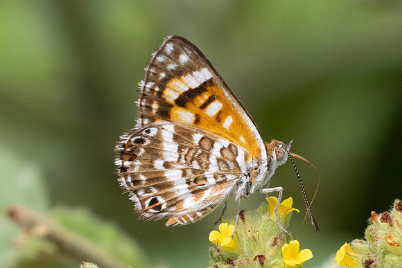 Aricoris erostratus-3236
