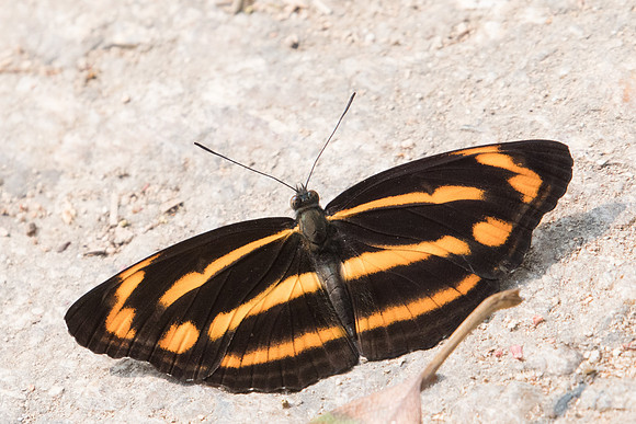 Neptis ananta learmondi-4893 - Doi-Suthep - 9/03/23