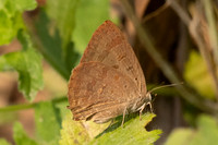 Arhopala alax-1453